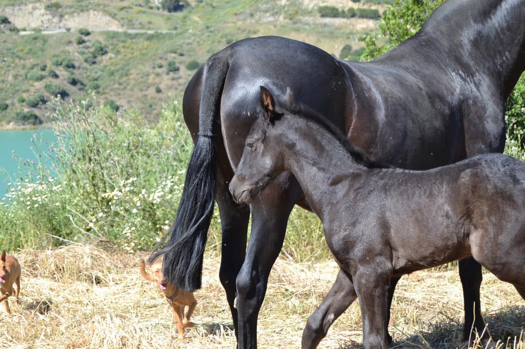 Apartamentos Finca Ranchiles Montecorto Dış mekan fotoğraf